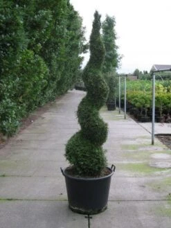 Conifeer Als Spiraal (Thuja Occidentalis 'Smaragd')