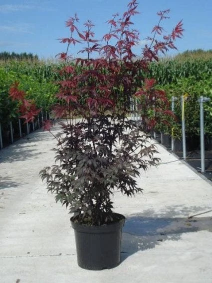 Japanse Esdoorn (Acer Palmatum 'Atropurpureum') - Afbeelding 10