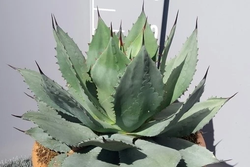 Winterharde Agave (Agave Ovalifolia) - Afbeelding 2