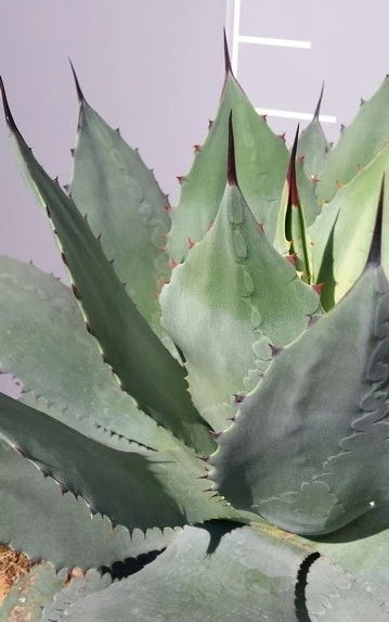 Winterharde Agave (Agave Ovalifolia) - Afbeelding 3