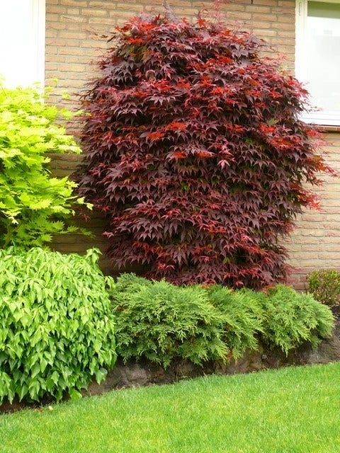 Japanse Esdoorn (Acer Palmatum 'Atropurpureum') - Afbeelding 2