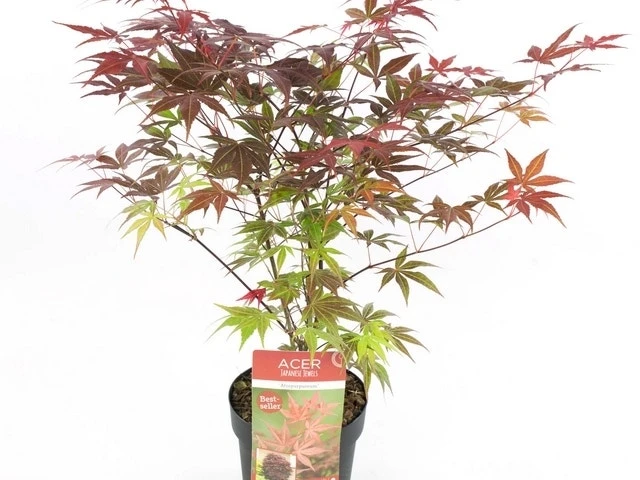 Japanse Esdoorn (Acer Palmatum 'Atropurpureum') - Afbeelding 5