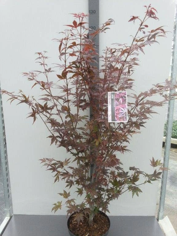 Japanse Esdoorn (Acer Palmatum 'Atropurpureum') - Afbeelding 6