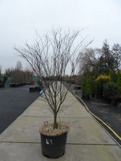 Japanse Esdoorn (Acer Palmatum 'Atropurpureum') - Afbeelding 12