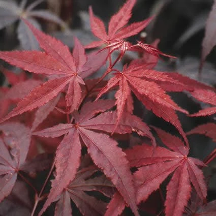Japanse Esdoorn (Acer Palmatum 'Atropurpureum') - Afbeelding 3