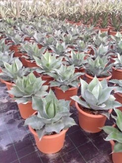 Winterharde Agave (Agave Ovalifolia)