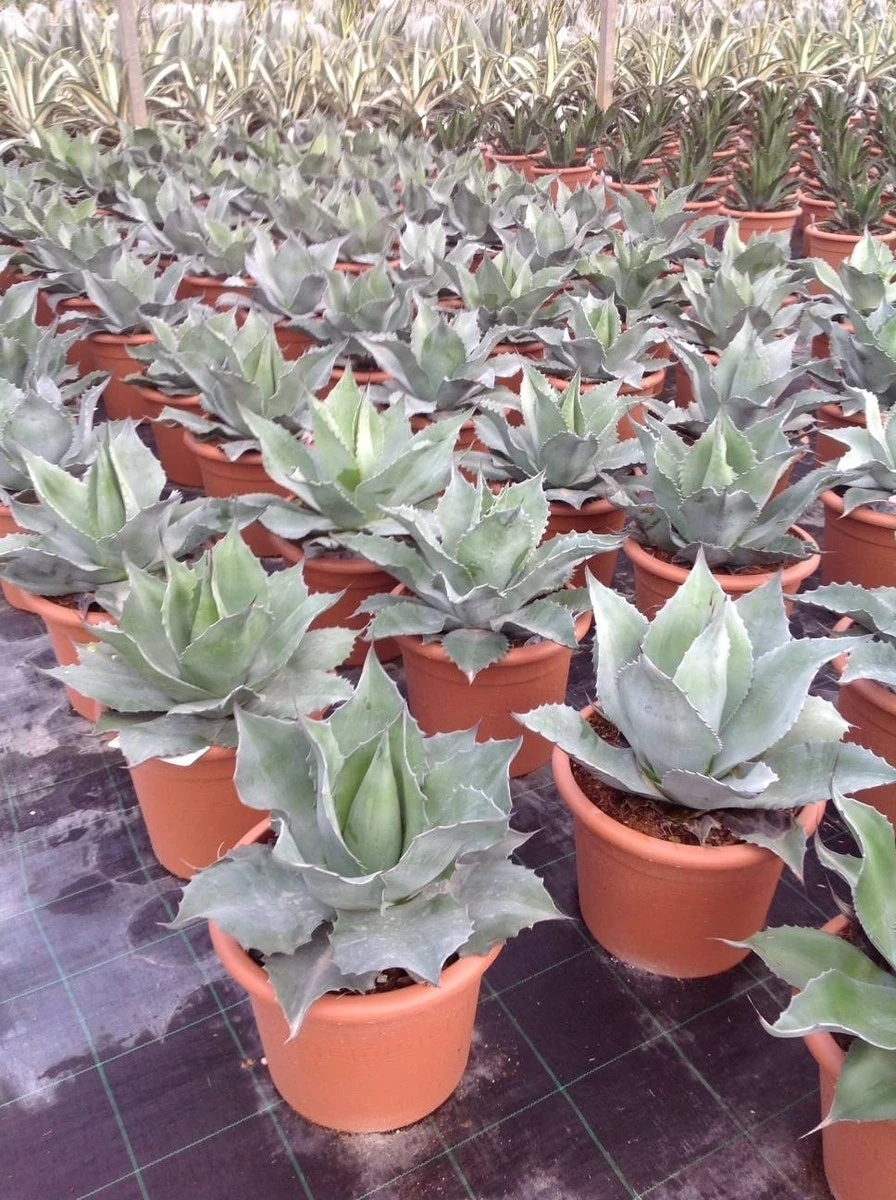 Winterharde Agave (Agave Ovalifolia)
