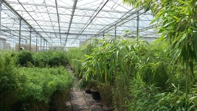 Niet Woekerende Bamboe (Fargesia Murieliae 'Jumbo') - Afbeelding 11