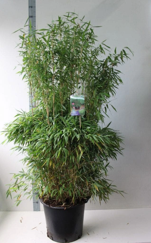 Niet Woekerende Bamboe (Fargesia Murieliae 'Jumbo') - Afbeelding 6