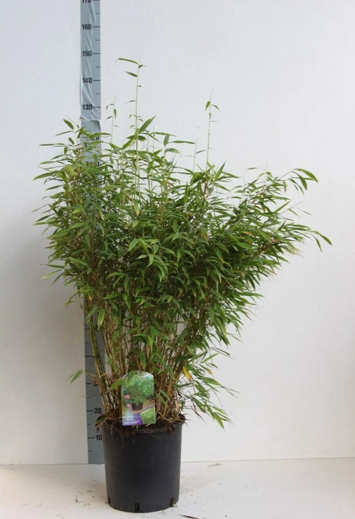 Niet Woekerende Bamboe (Fargesia Murieliae 'Jumbo') - Afbeelding 4