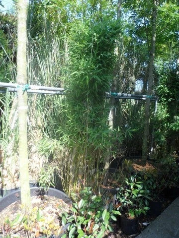 Niet Woekerende Bamboe (Fargesia Murieliae 'Jumbo') - Afbeelding 10