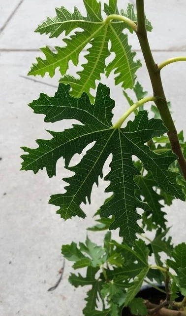 Vijg (Ficus Carica 'Ice Crystal') - Afbeelding 2