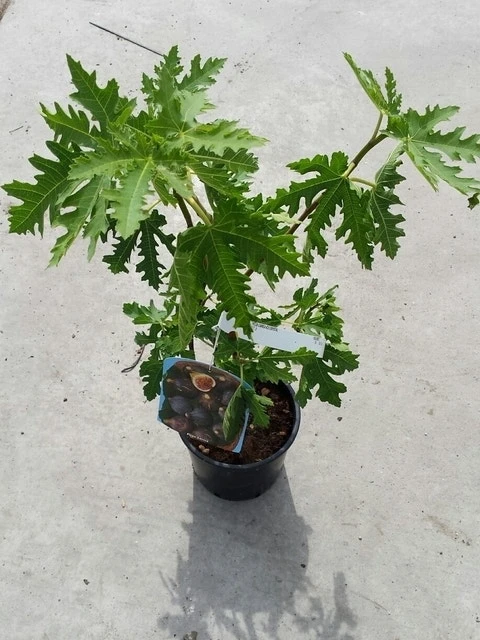 Vijg (Ficus Carica 'Ice Crystal') - Afbeelding 3