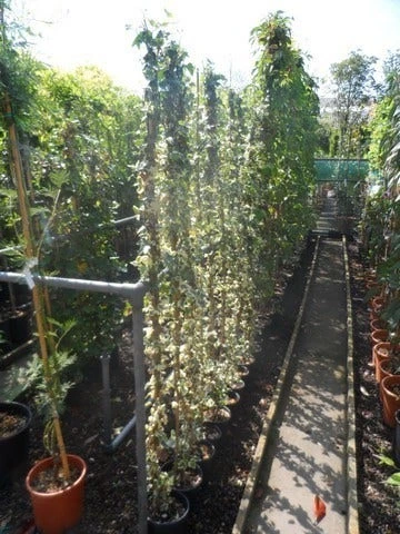 Bonte Klimop (Hedera Helix 'Marginata Elegantissima') - Afbeelding 2