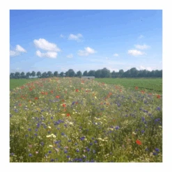 Culterra Groen 10+4+6 25KG Mestkorrel