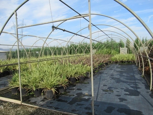 Nieuw Zeelands Vlas (Phormium Tenax) - Afbeelding 4