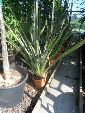Nieuw Zeelands Vlas (Phormium Tenax) - Afbeelding 3