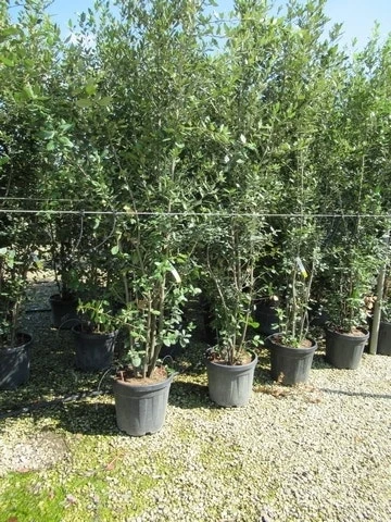 Steeneik Meerstammig (Quercus Ilex) - Afbeelding 6